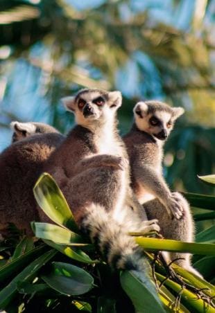 Madagascar | Volo più hotel | Turisanda