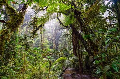 Foresta di Bwindi, Uganda | Turisanda