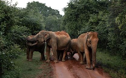 Sri Lanka, Asia - Turisanda