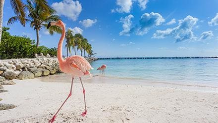 Aruba - Caraibi | Turisanda