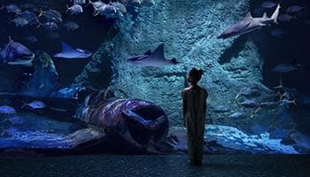 The National Aquarium | Abu Dhabi | Turisanda