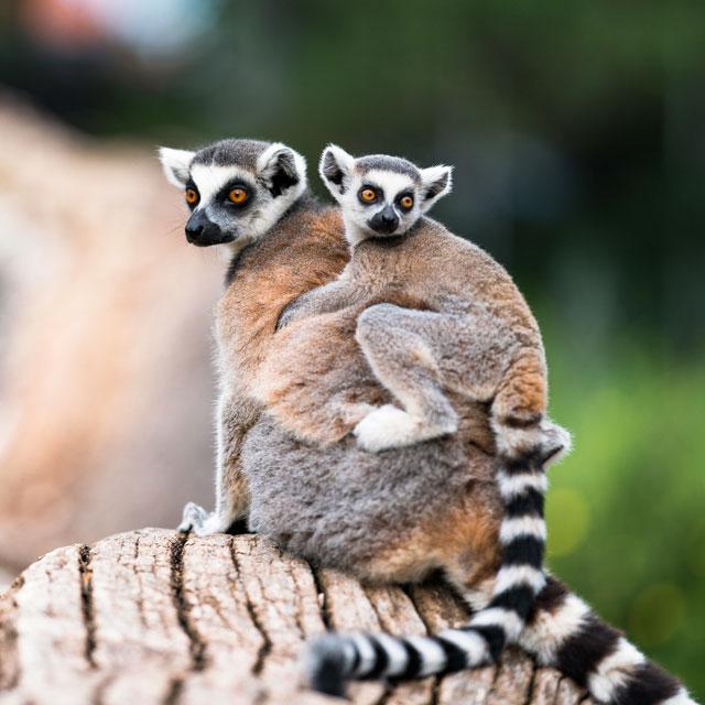 Lemuri I Madagascar I Turisanda