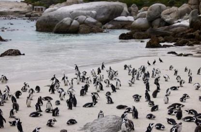 Pinguini | Sudafrica | Turisanda