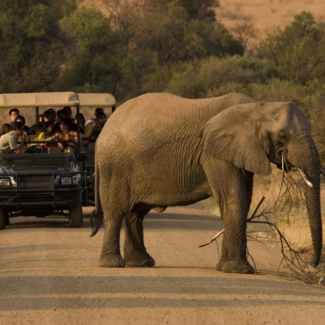 Elefante I Sudafrica I Turisanda
