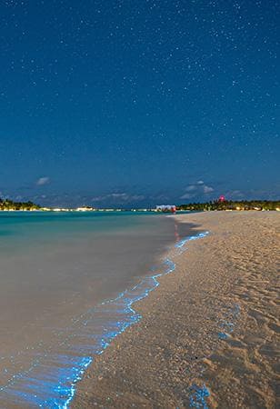 Bioluminescenza | Turisanda