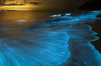 Bioluminescenza | Turisanda