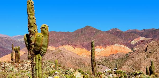 Paesaggio arido di rocce e cactus | Argentina | Turisanda