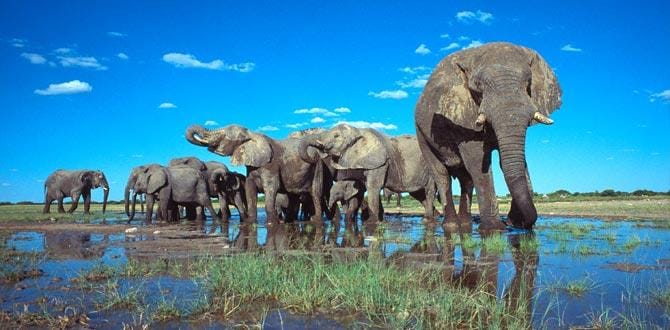 Famiglia di elefanti che si abbevera | Namibia | Turisanda
