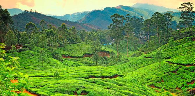 Piantagione di tè in Kerala | India | Turisanda