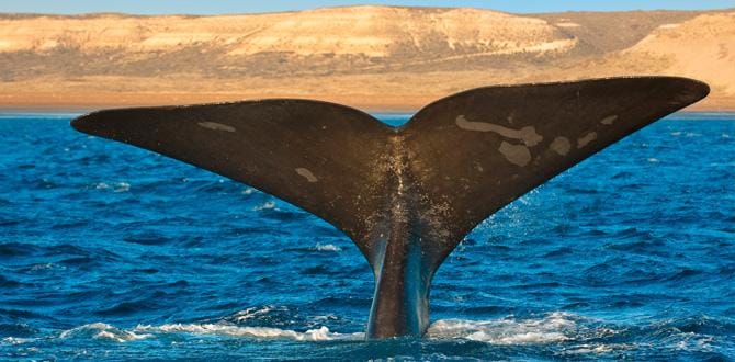 Balena nel mare a Puerto Madryn | Argentina | Turisanda