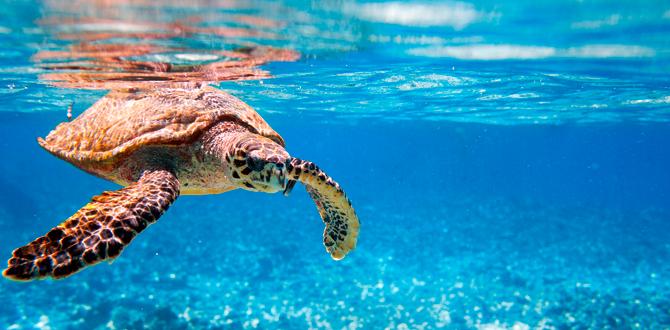 Tartaruga marina | Seychelles | Turisanda