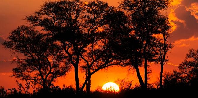 Tramonto nel Parco Nazionale Kruger | Africa | Turisanda