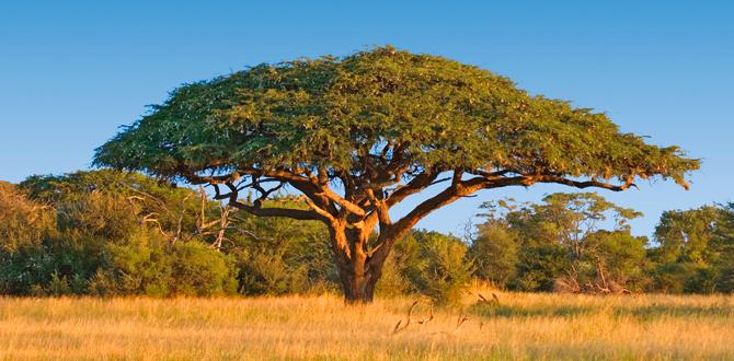 Hwange National Park in Zimbabwe | Africa | Turisanda