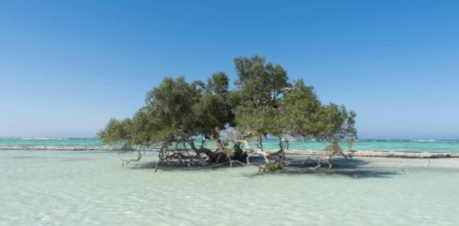 Parco Nazionale Wadi el Gemal, Marsa Alam | Turisanda