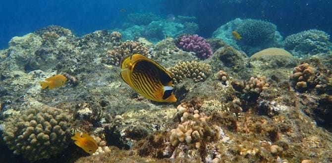 Barriera corallina a El Nabq Bay | Egitto | Turisanda