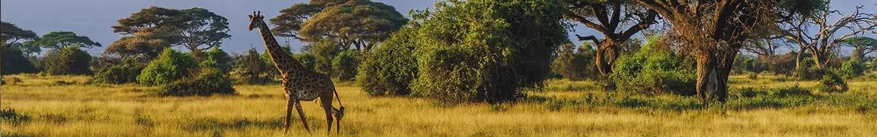 Cosa vedere in Kenya in 7, 10 e 15 giorni | Turisanda