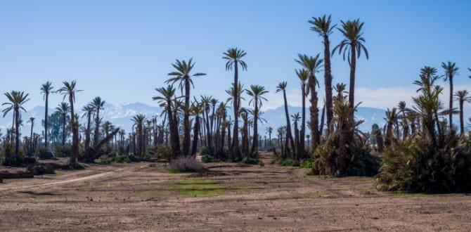 Palmeto di Marrakech, Marocco | Turisanda 