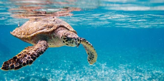 Tartaruga nel mare azzurro | Seychelles | Turisanda 