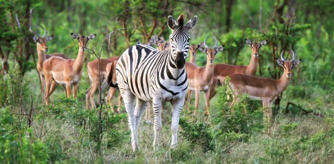 Hluhluwe – Imfolozi Game Reserve | Sudafrica | Turisanda
