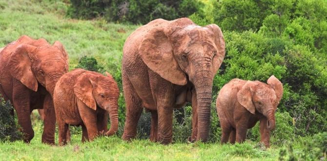 Addo Elephant National Park | Sudafrica | Turisanda
