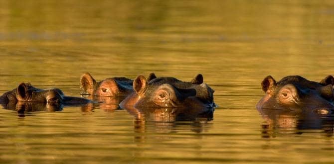 Ippopotami nel Kruger Park | Sudafrica | Turisanda