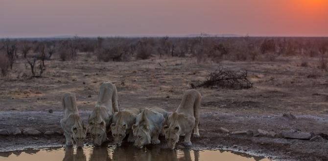 Madikwe I Sudafrica I Turisanda