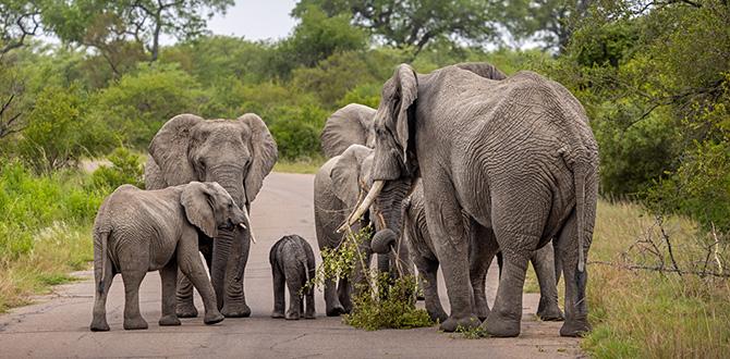 Safari | Sudafrica | Turisanda