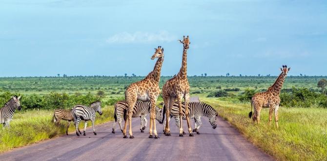 Giraffe e zebre nel Kruger National Park | Sudafrica | Turisanda