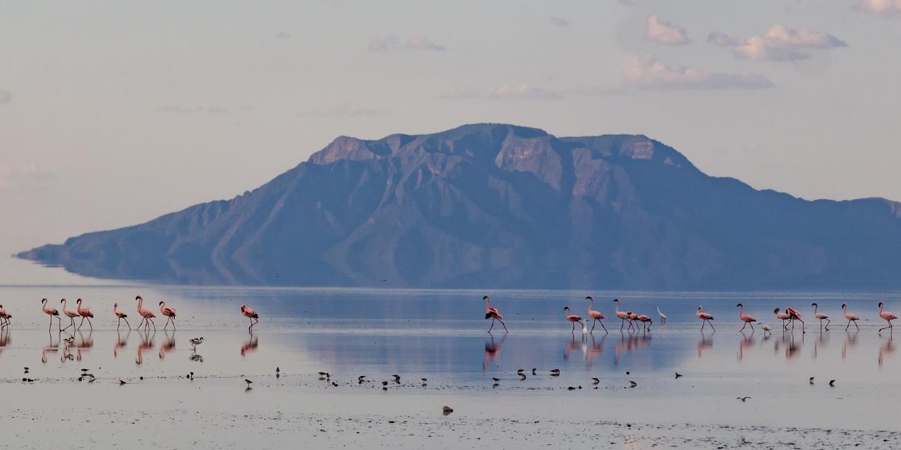 Fenicotteri sul Lago Natron in Tanzania | Turisanda 