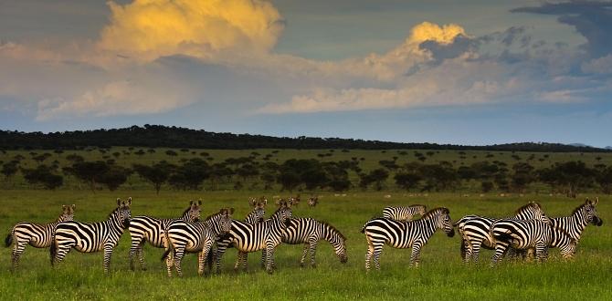 Zebre nel Parco del Grumeti, Tanzania