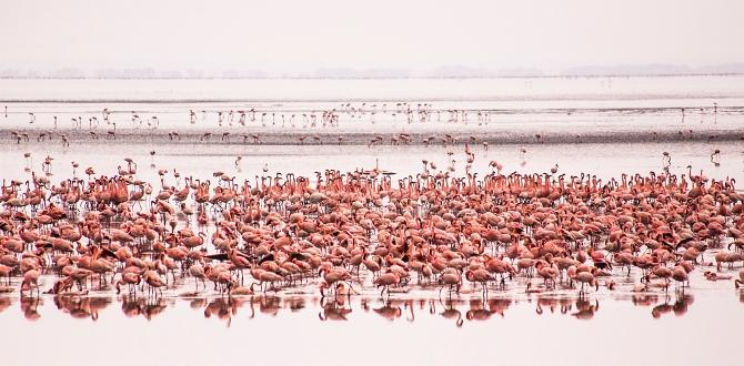 Fenicotteri nel Lago Manyara, Tanzania | Turisanda