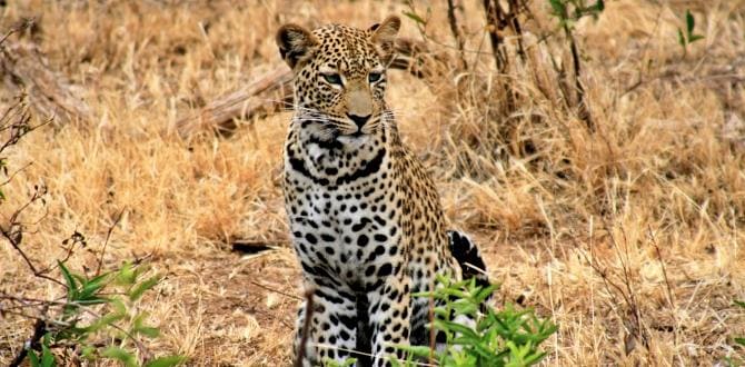 Leopardo nell'area del Ngorongoro, Tanzania | Turisanda