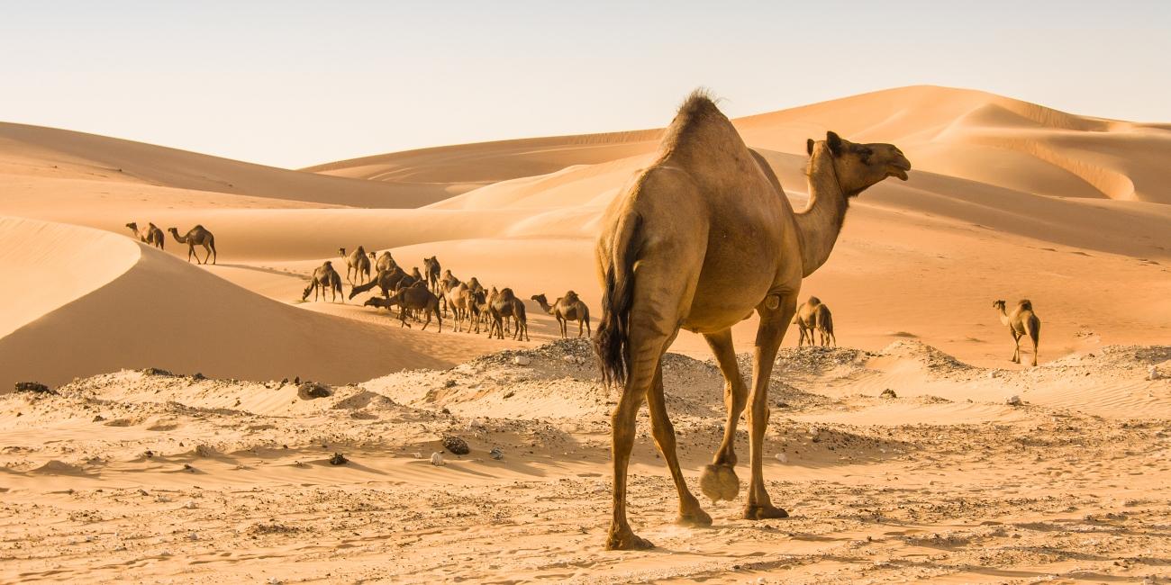 Tour nel deserto della Tunisia | Turisanda