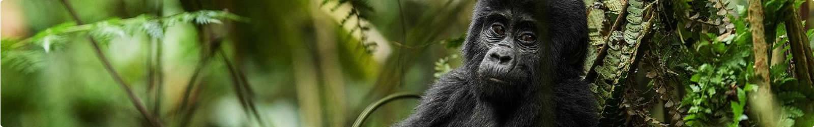 Viaggio in Uganda tra i gorilla di montagna | Turisanda 