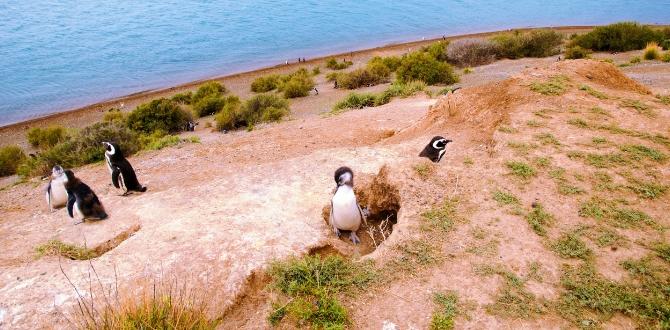 Penisola di Valdés, Patagonia, Argentina | Turisanda
