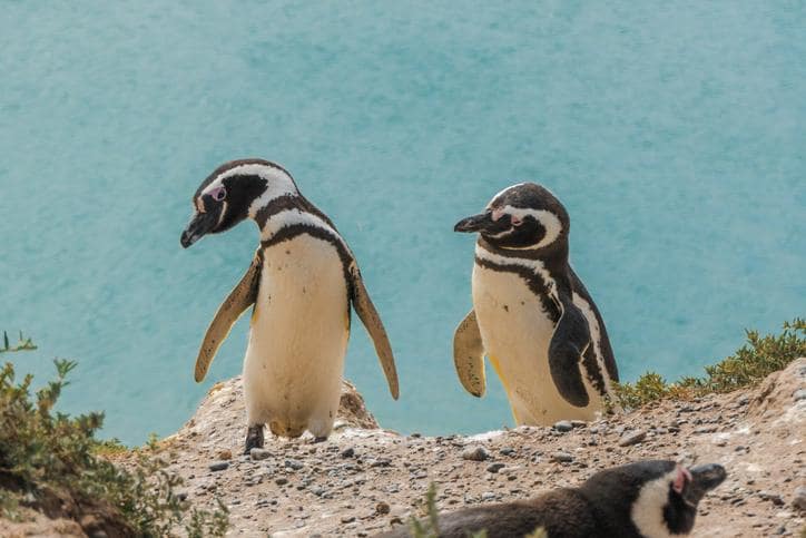 Pinguini, Penisola di Valdes I Turisanda