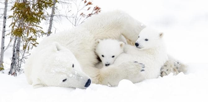 Orsi bianchi nel Wapusk National Park | Canada | Turisanda