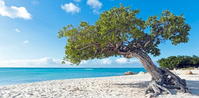Vegetazione tipica dell'Isola di Aruba in spiaggia | Caraibi | Turisanda