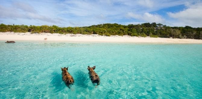 Pig Beach, Bahamas | Turisanda