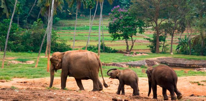 Famiglia di tre elefanti che passeggia nella foresta | Sri Lanka | Turisanda