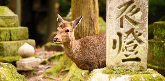 Cervo sika a Nara | Giappone | Turisanda