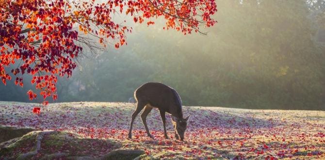Nara, Giappone | Turisanda