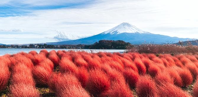 Giappone in primavera o autunno: quando visitarlo | Turisanda 