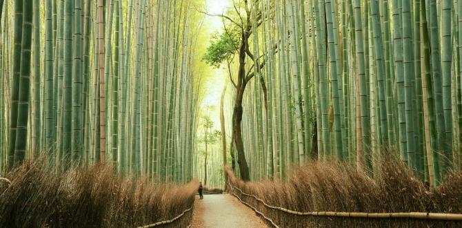 Boschetto di Bambù, Kyoto, Giappone | Turisanda