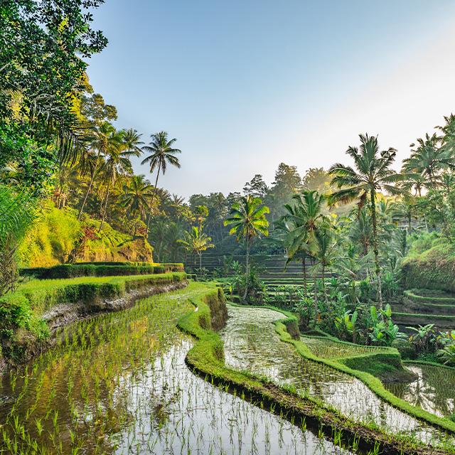 Come organizzare un viaggio a Bali: guida completa e consigli | Turisanda