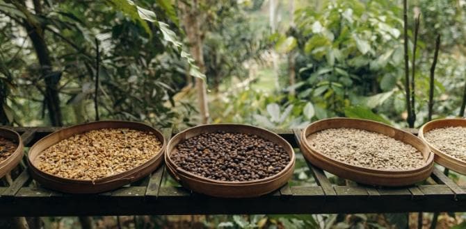 Piantagione di caffè I Bali I Turisanda