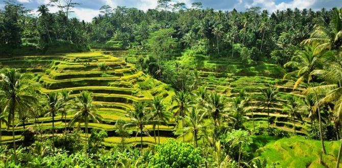 Risaie I Bali I Turisanda