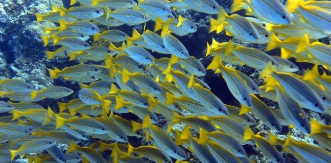 Snorkeling Sipidan | Turisanda 