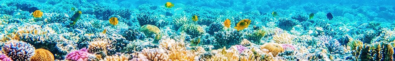 Barriera corallina alle Maldive: snorkeling e pesci | Turisanda