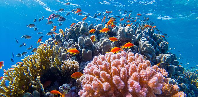 Barriera corallina alle Maldive: snorkeling e pesci | Turisanda